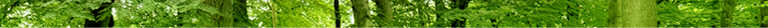 Banner mobiel bos boven